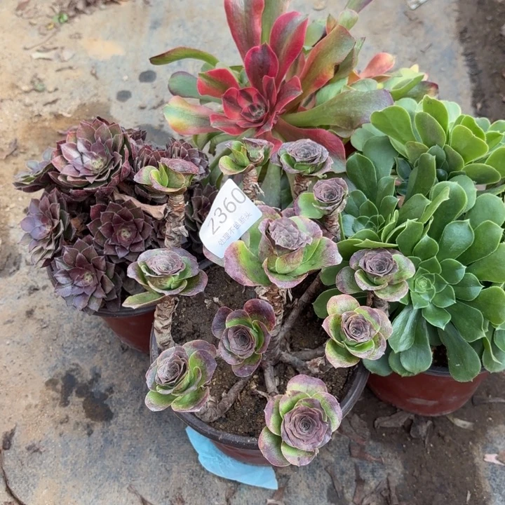 4颗多肉处理不包断头2360