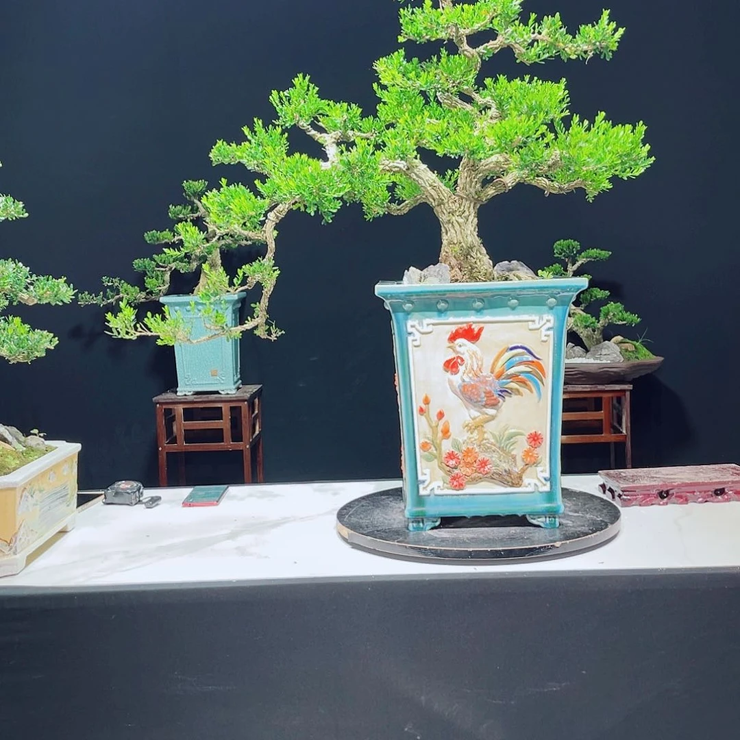 当前无花栽培后可以开花