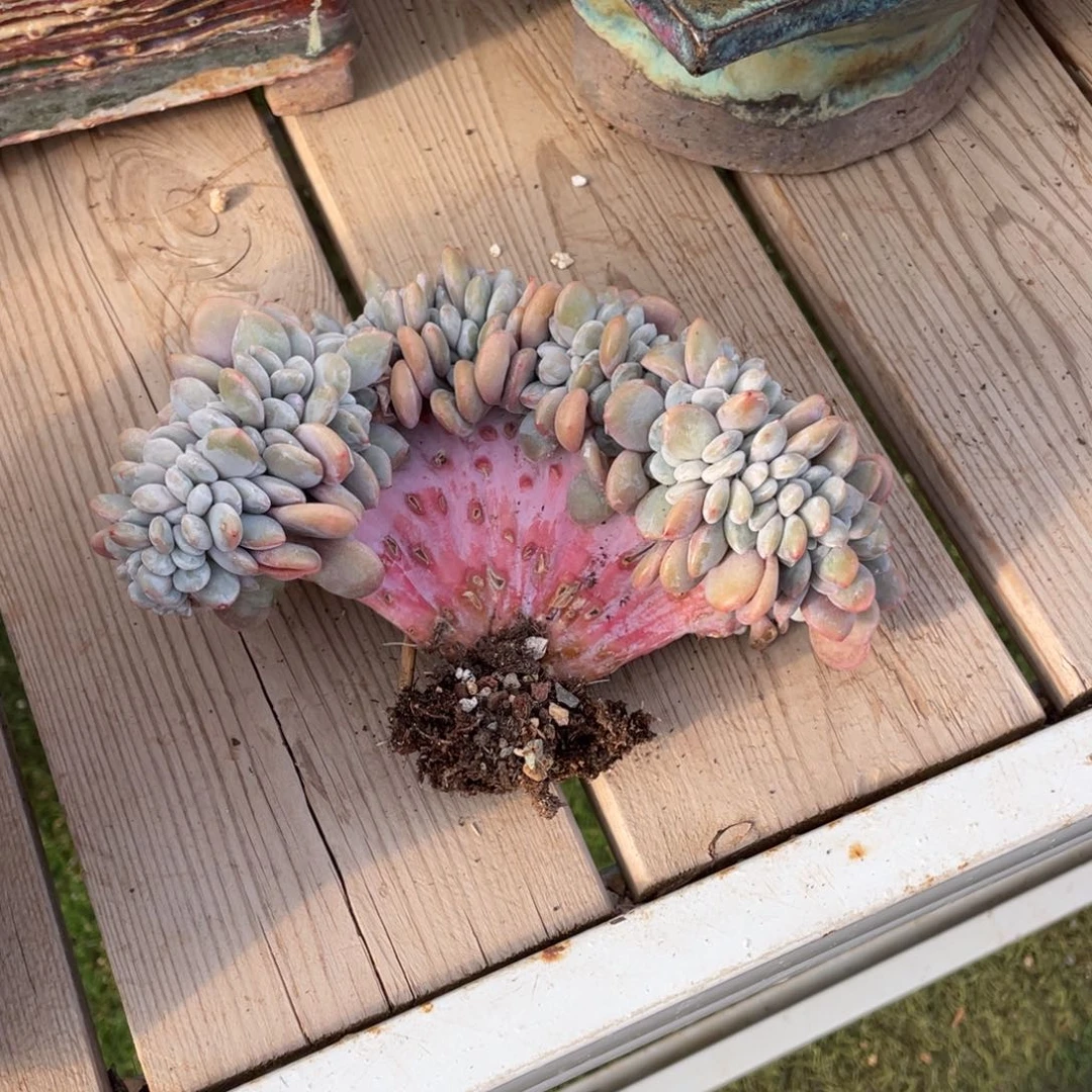 豆总多肉粉兔缀化