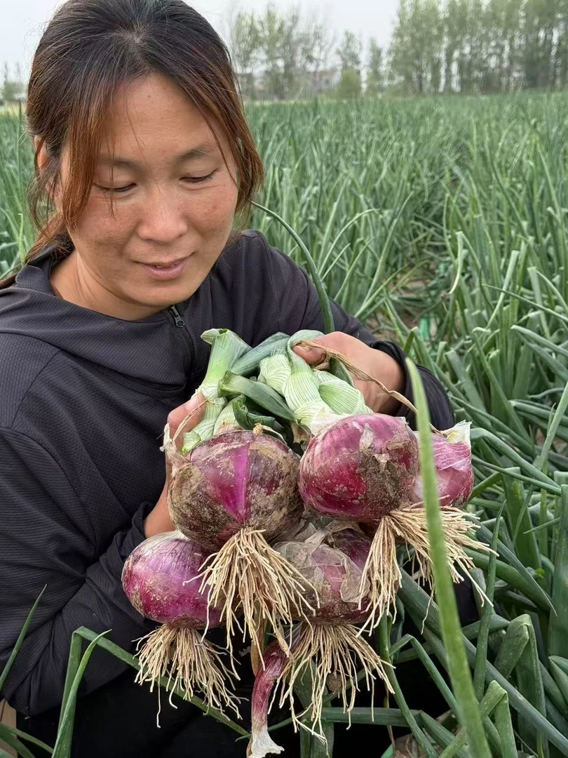 新鲜紫皮水果洋葱大洋葱甜味生吃蔬菜不辣红皮小圆葱头白芯现挖