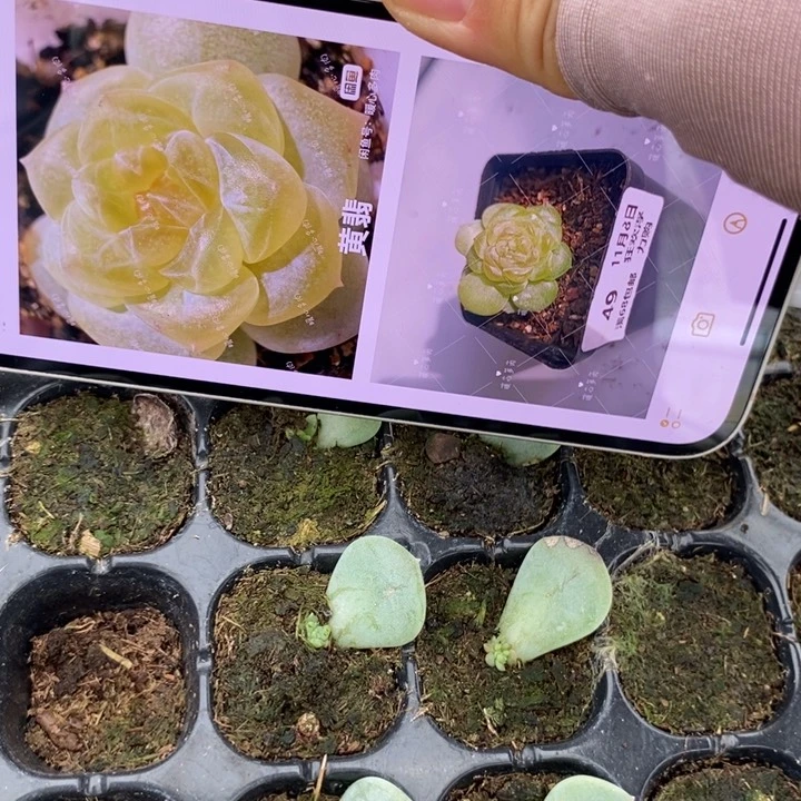 黄翡芽苗一个多肉