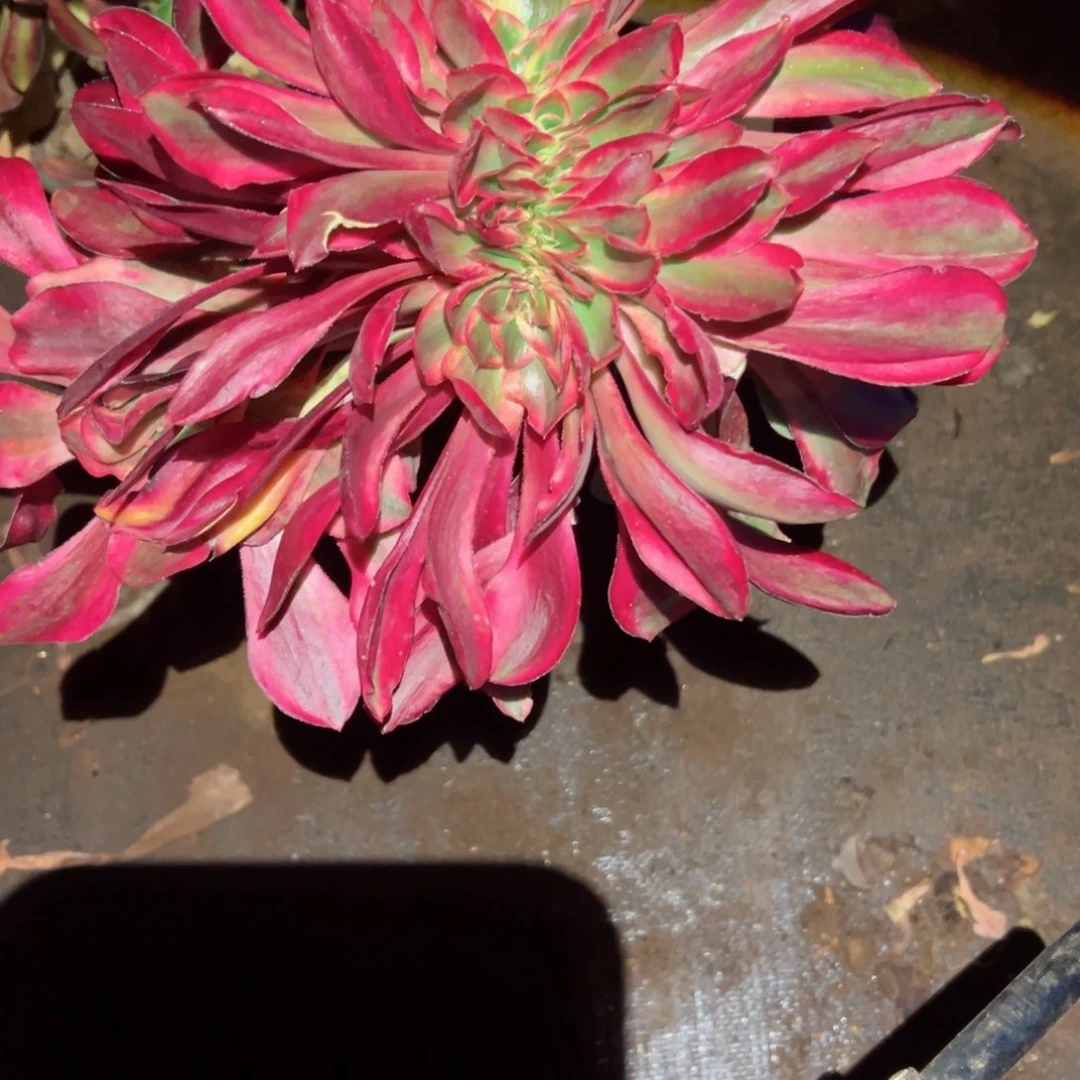 733 号多肉植物法师新年福利