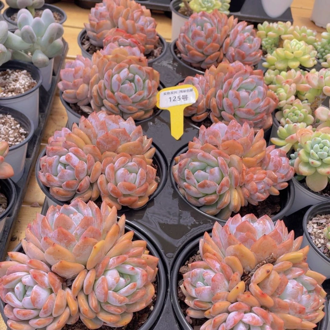 125号 韩版橙梦露母本大群生一个