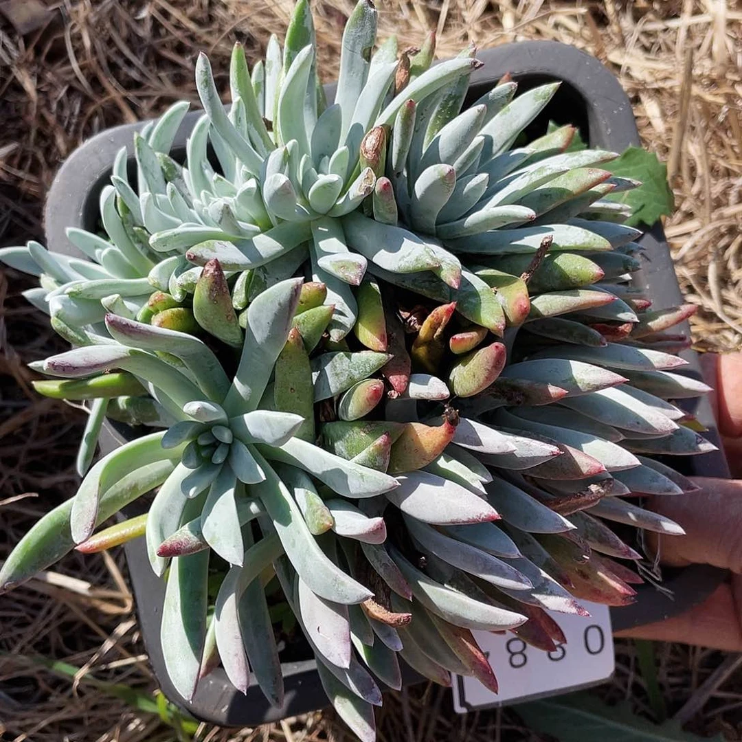 白姆缀化多头0884