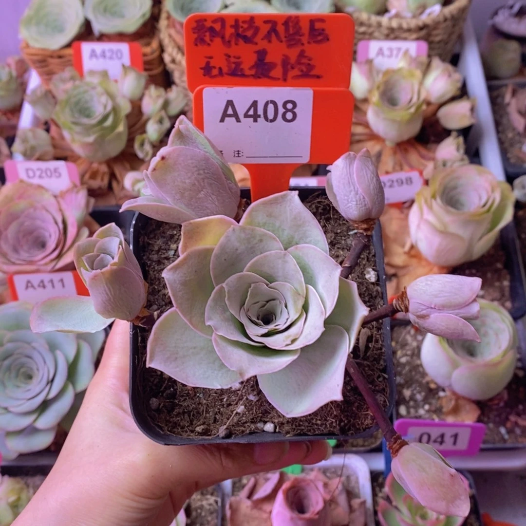 多头玫瑰一物一拍A408