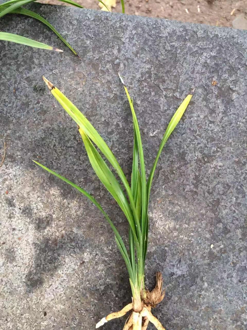 【一物一拍】 精品兰花 直播间看实物