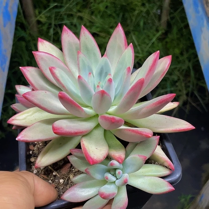 赫本鲁斯一物一拍