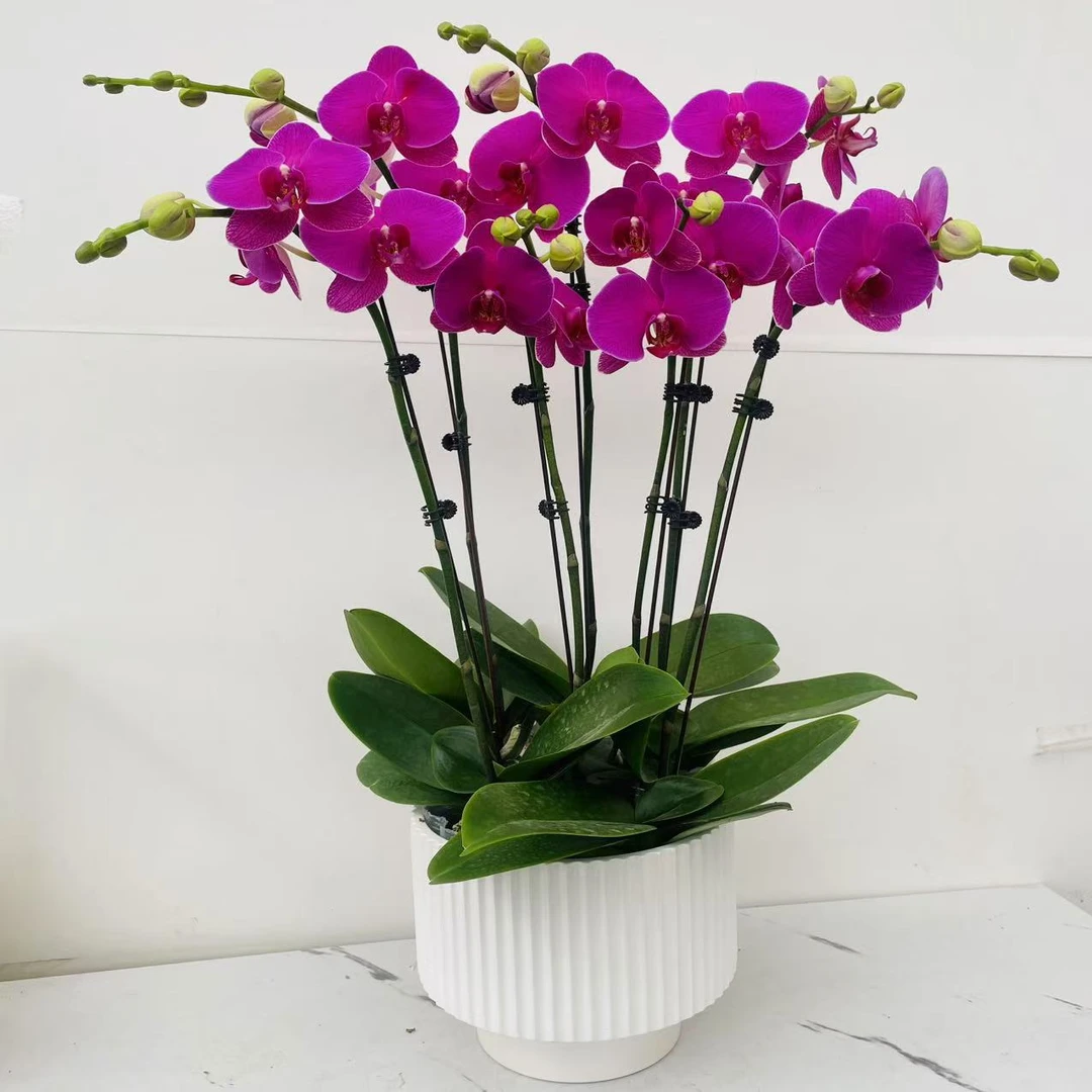 优选慕兰【恭喜发财】-蝴蝶兰组盆摆设客厅摆设种植基地发货5-6