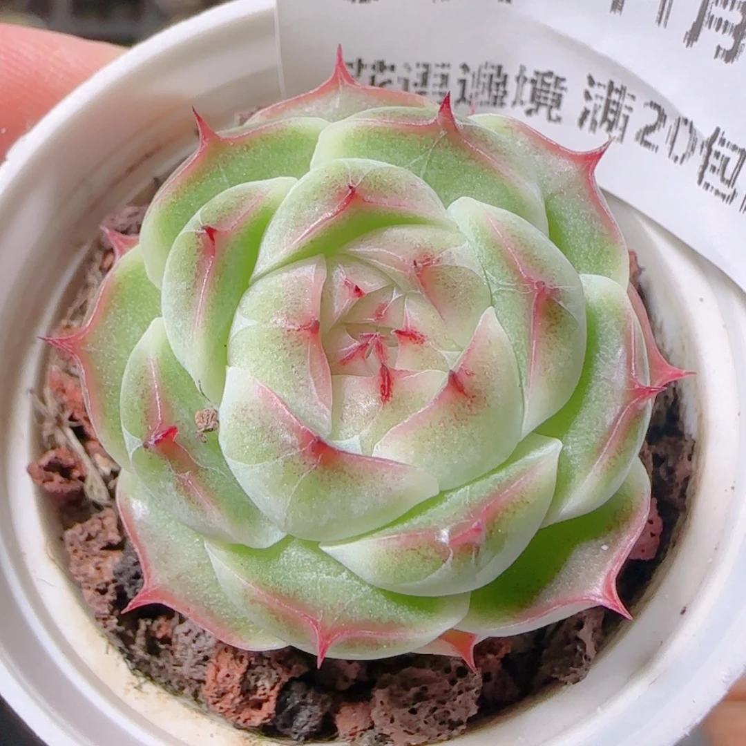 花语逸镜1109-544