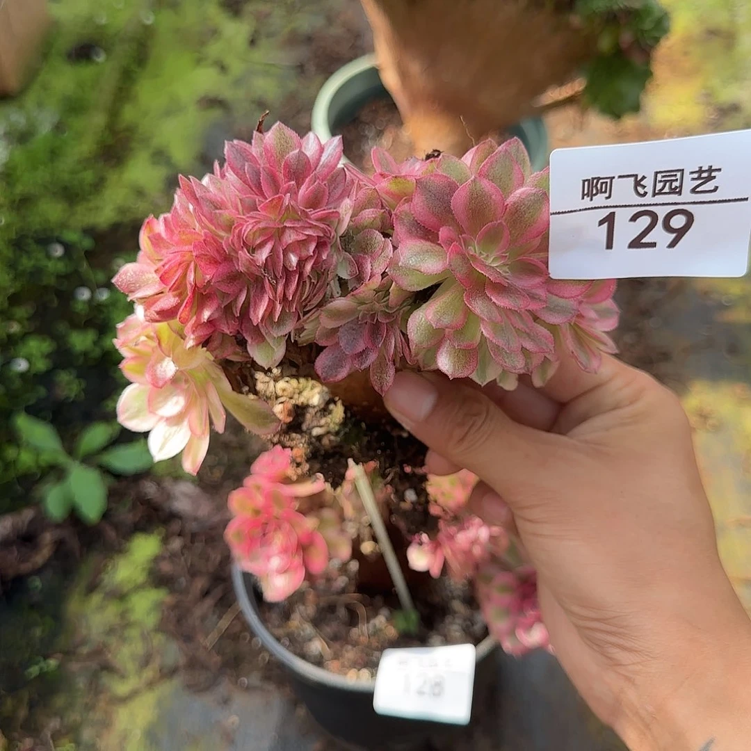129多肉 倾城缀法师