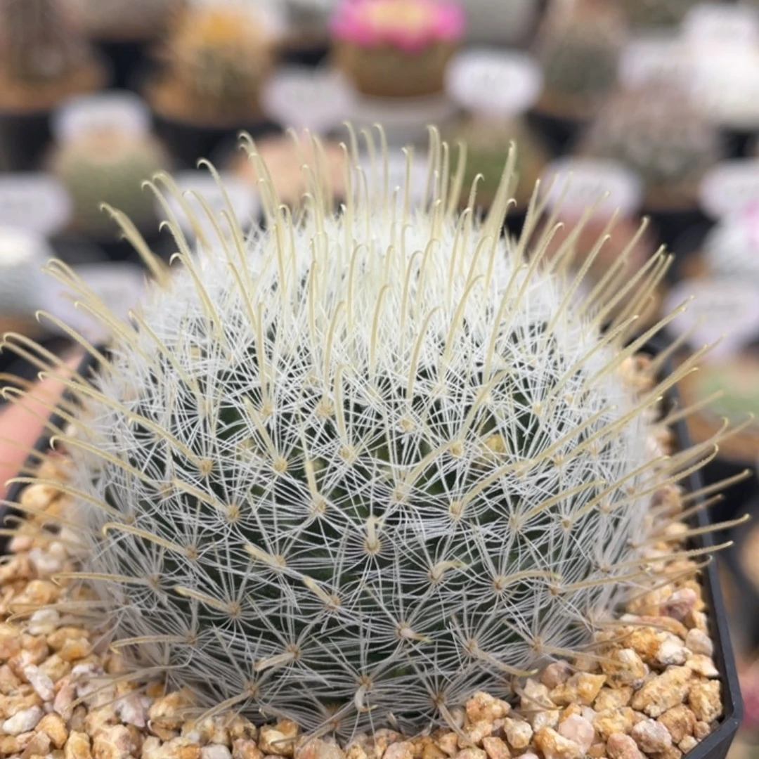 阳炎         实生根