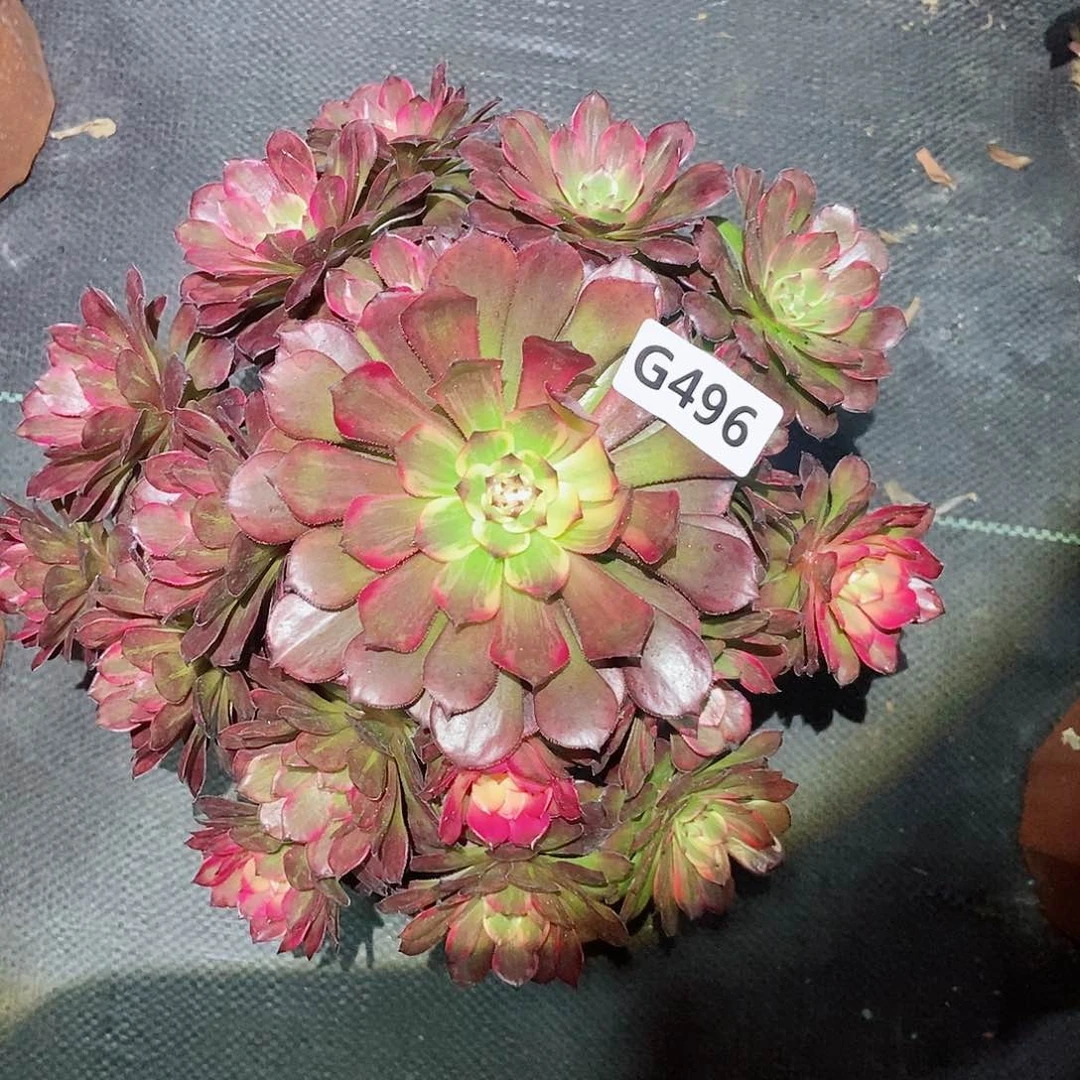 红陶496烟花3多肉