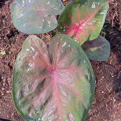 用***3完全开放海王用户148……专拍