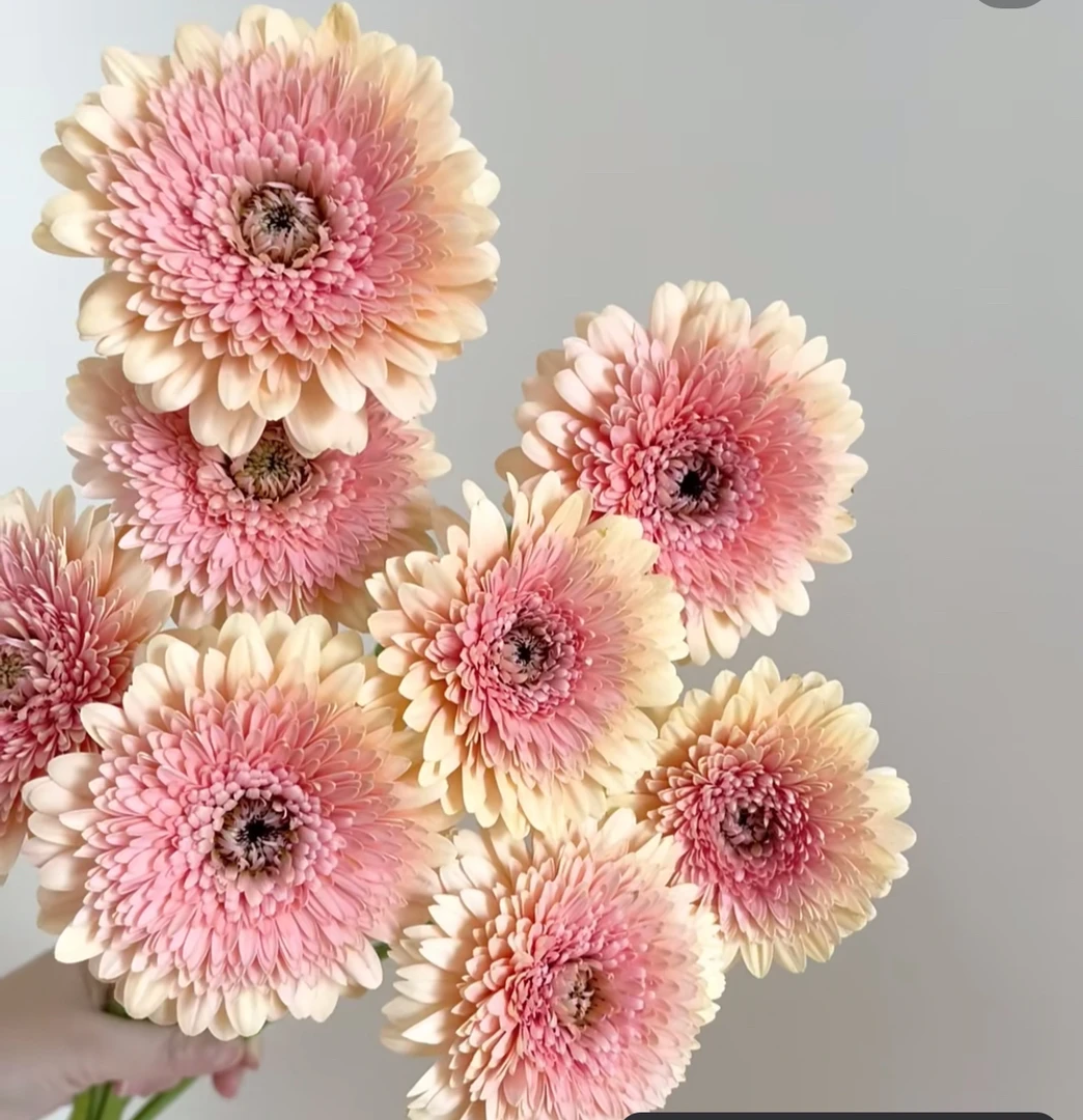 「曼曼」非洲菊雅典8只+2只防损  鲜花任意满两单包邮拒收不售后