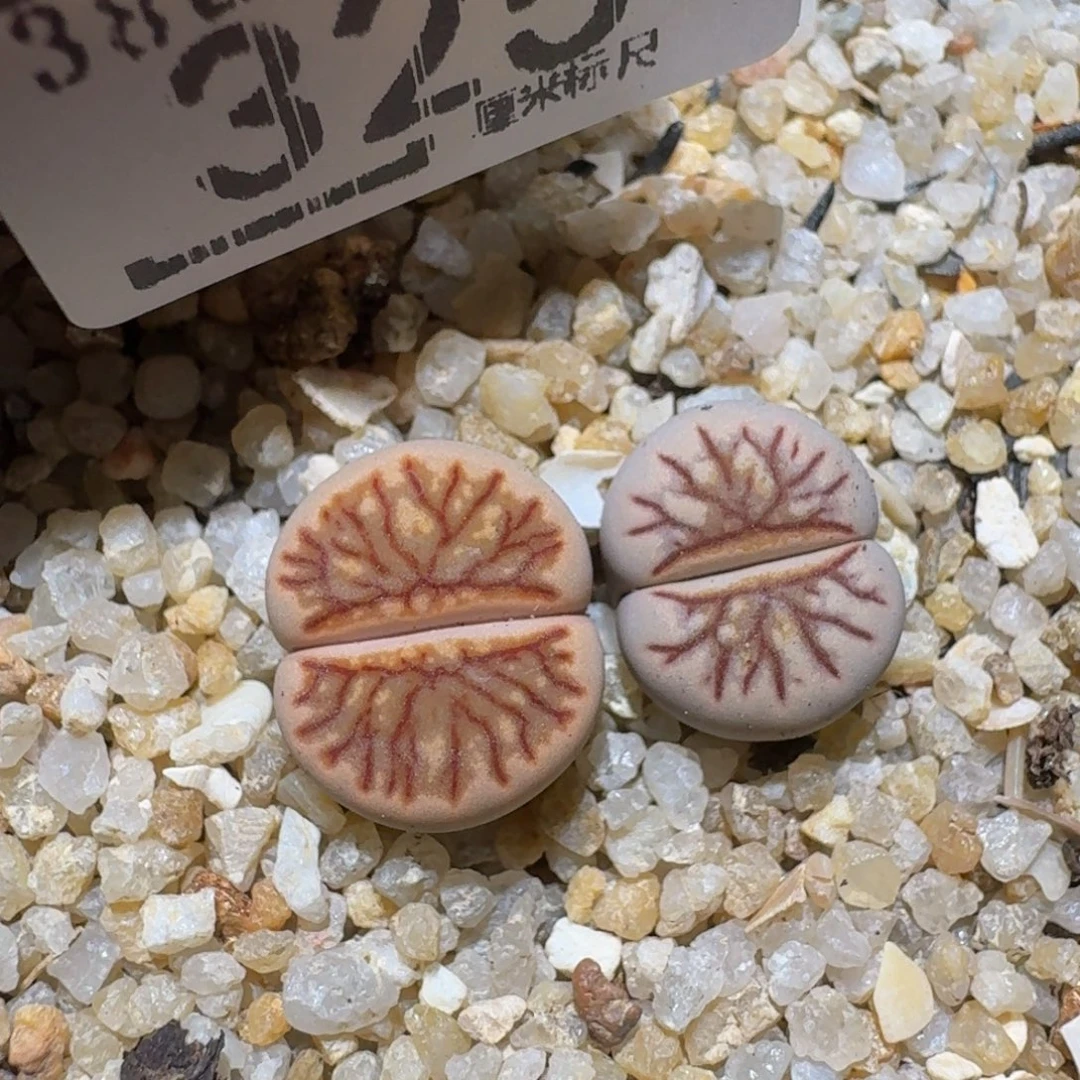 Zzzzz精品生石花325