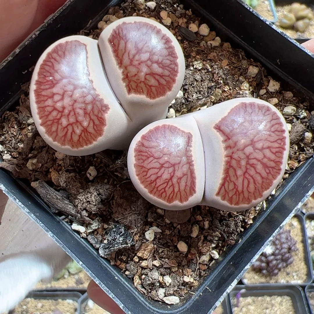 【闪购商品】150 菊