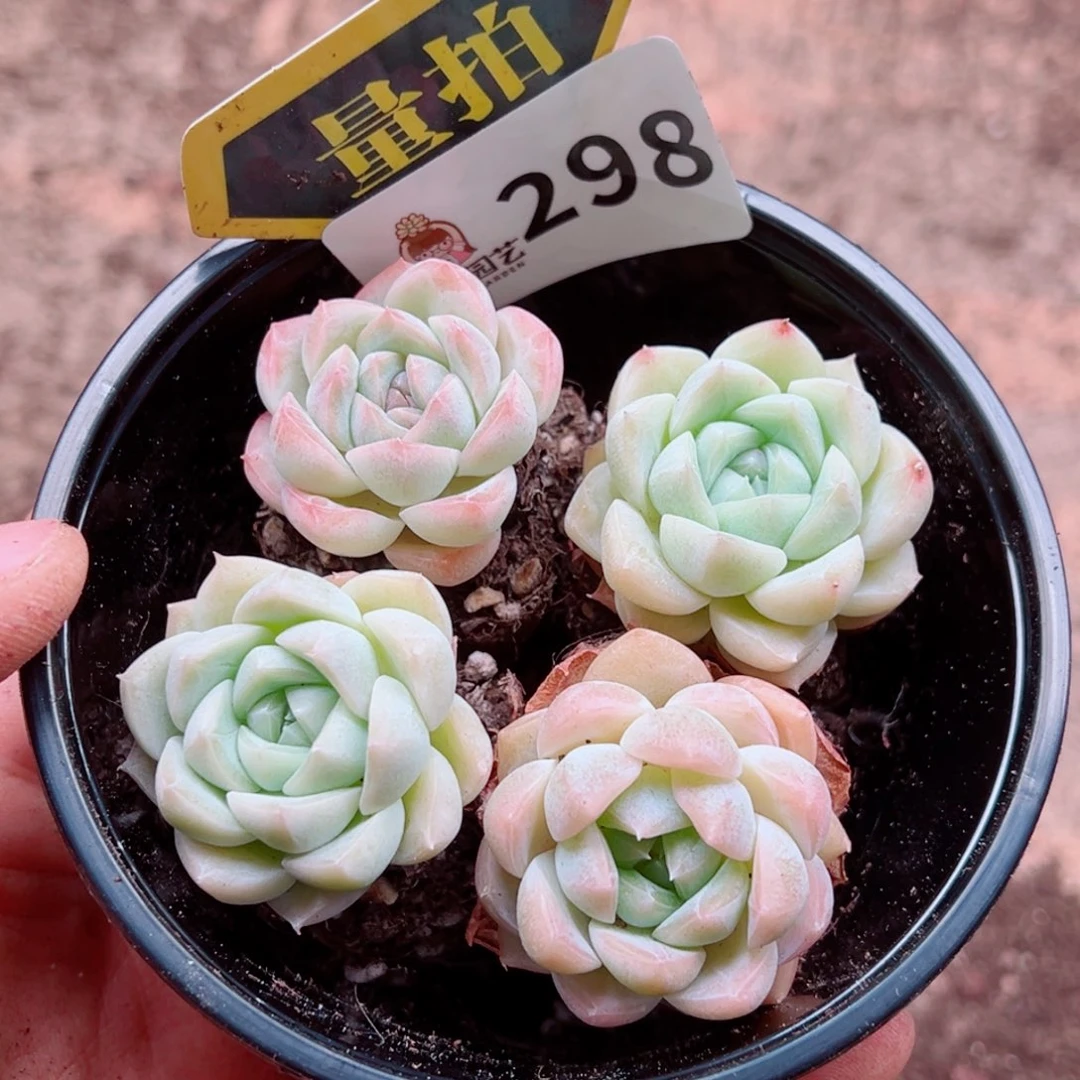 当前无花朵，栽培后可花朵