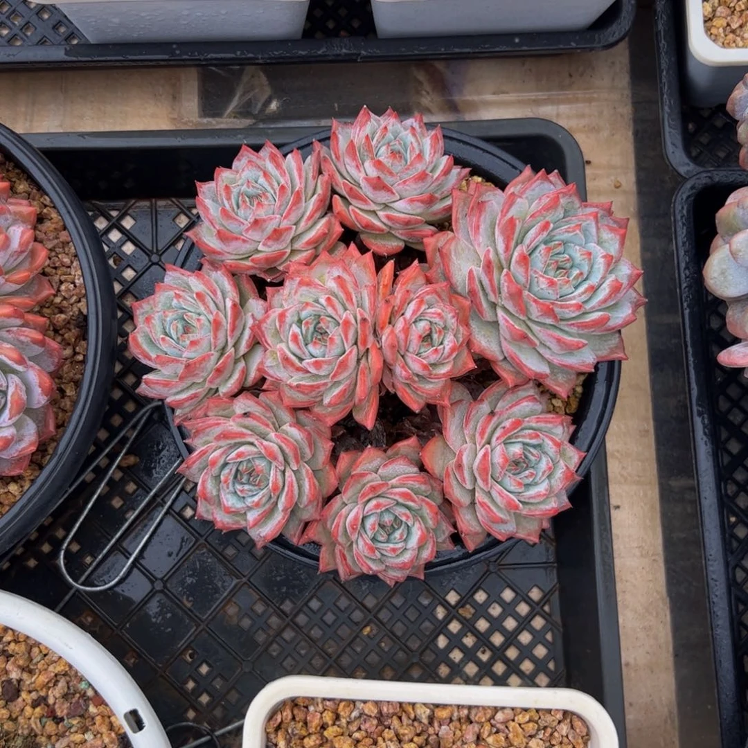 ****l粉蓝鸟的多肉植物