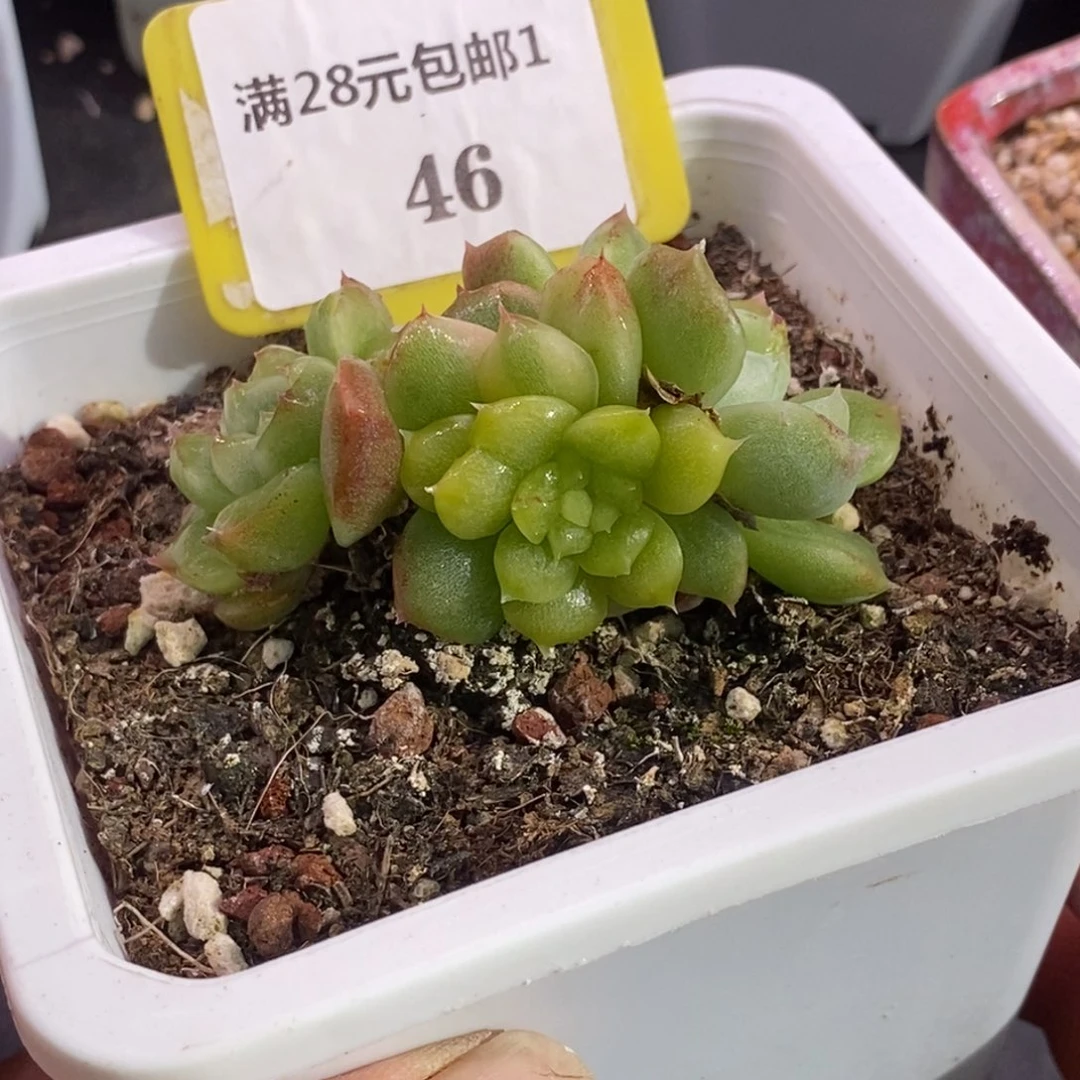 146阿尔巴佳人富轮锦