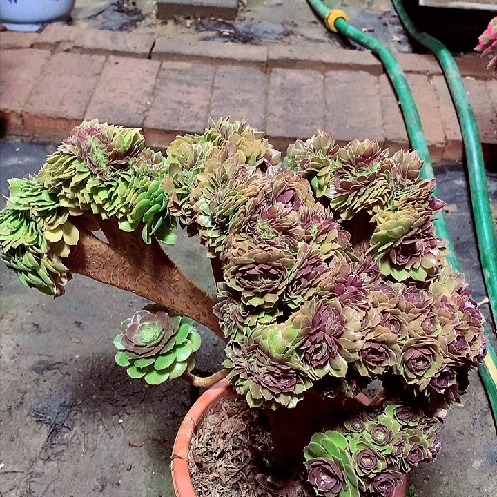 万缀化，多肉植物