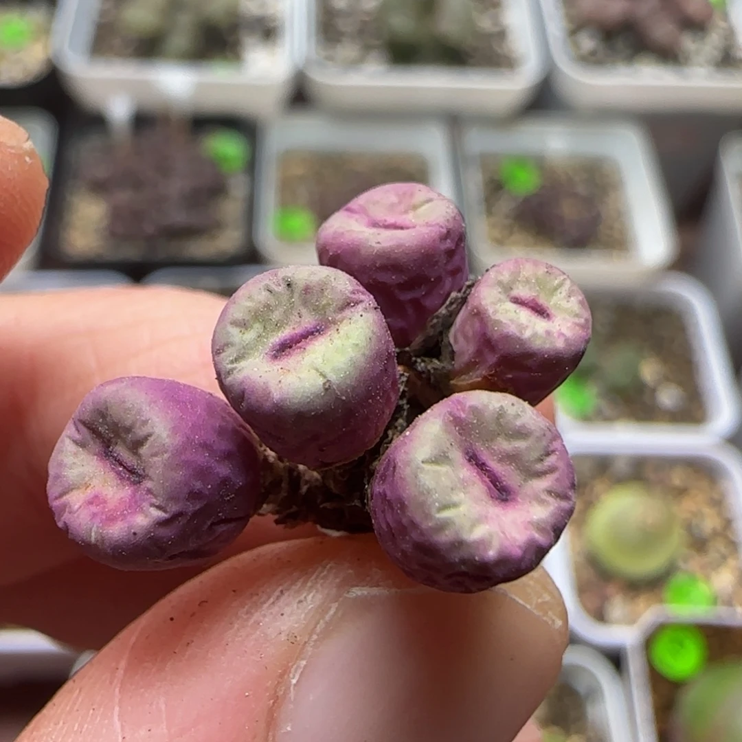 红嘴群多肉植物143