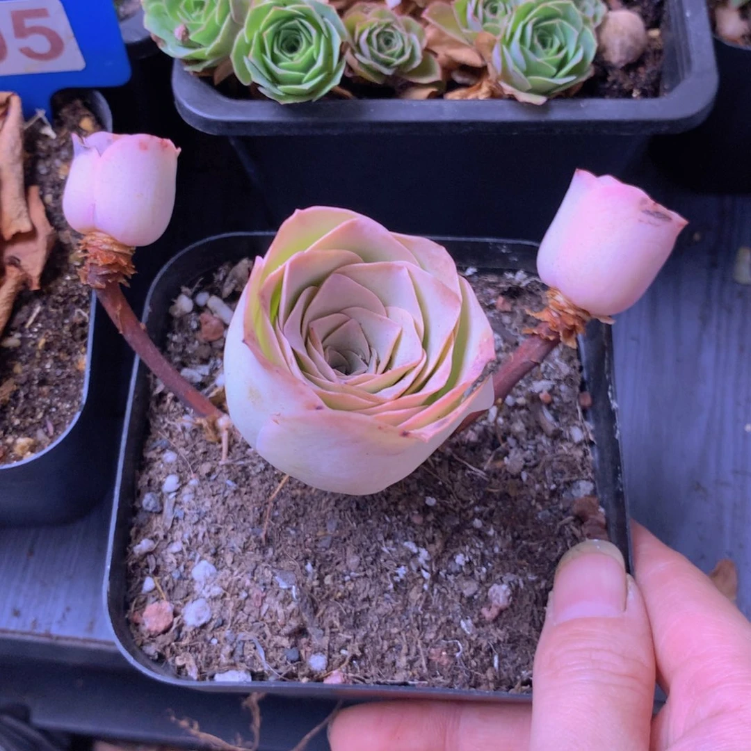 A***)一物一拍随单福利533