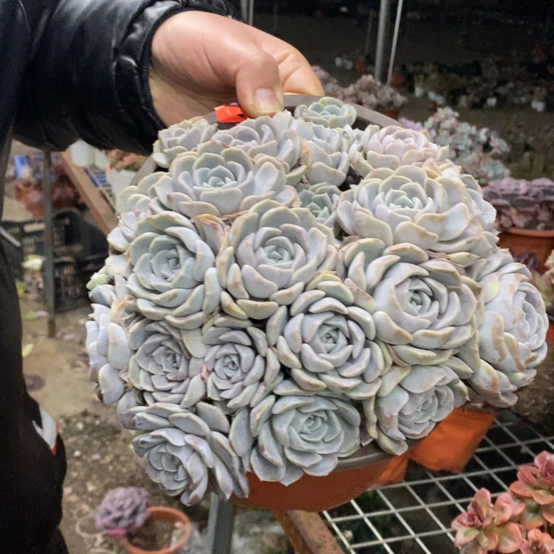 汉堡多头群生手捧，250杯