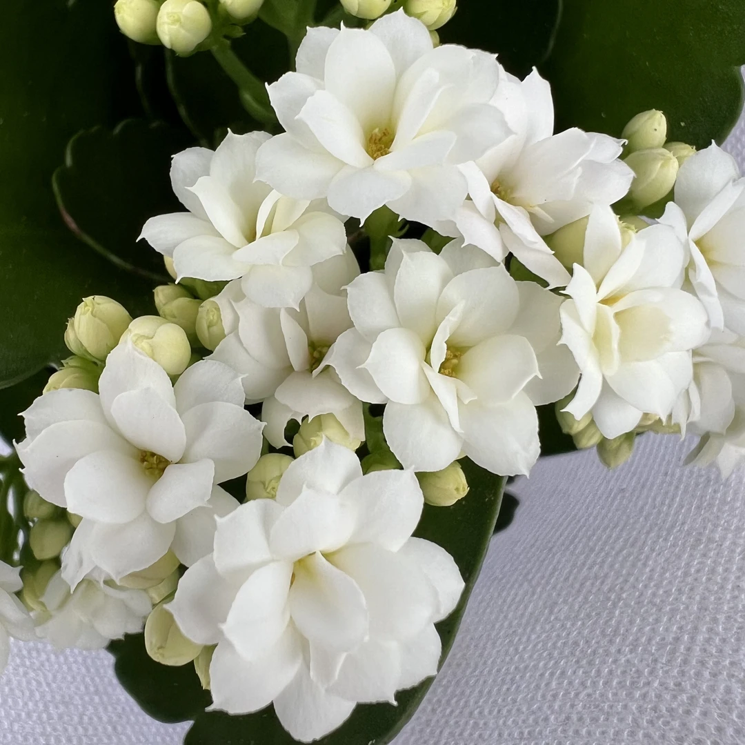 长寿花～【迪奥】120盆