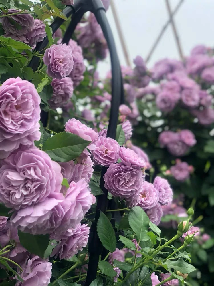 薰衣草花环月季花苗爬藤浓香四季藤本蔷薇攀植物庭院玫瑰盆栽