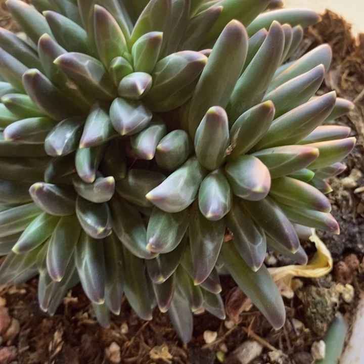 向***往498号梵高多肉植物