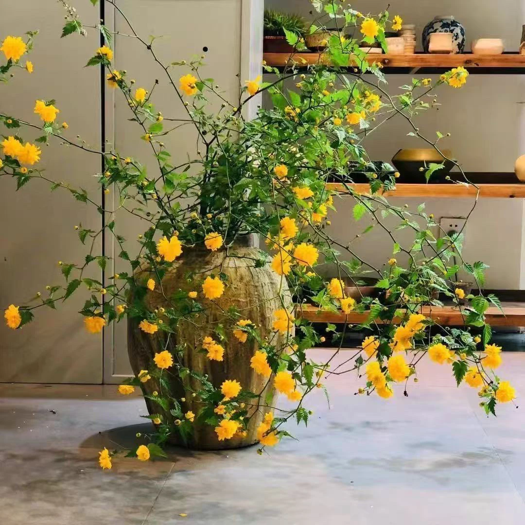 3颗重瓣棣棠花耐寒耐热盆栽地栽花园之物