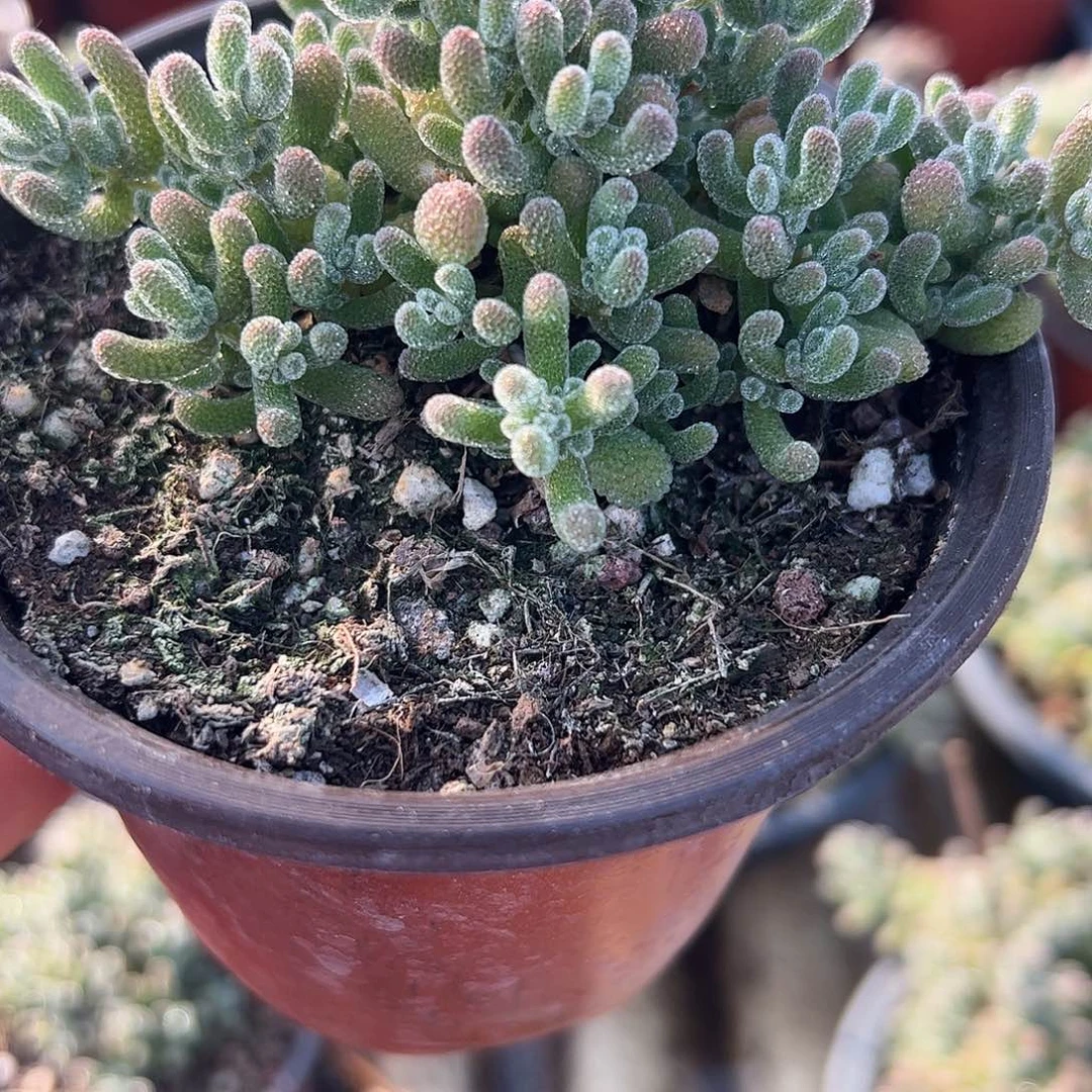 不***话枝干番杏冰晶大盆