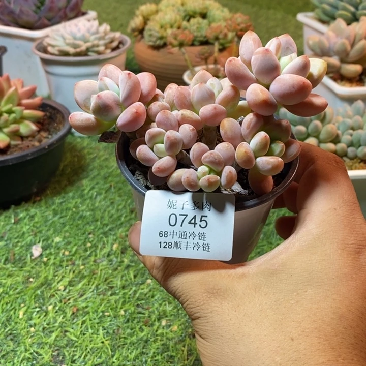 0745啊啊啊啊啊啊啊啊啊