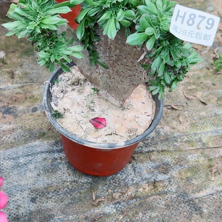 879绿缀多肉植物