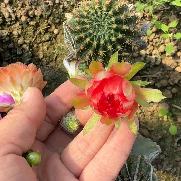 321量天尺嫁接丽花掰花斑