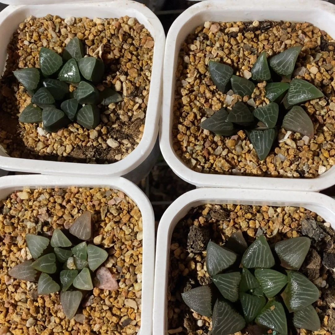 四颗一起优选实生超级大克 元旦新粉福利