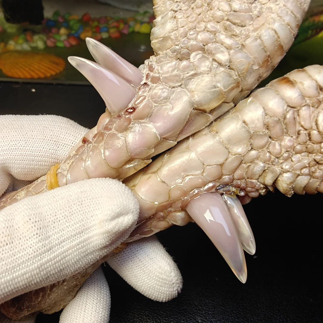 沉醉骨艺鸡爪骨双粗蹬斗鸡一对