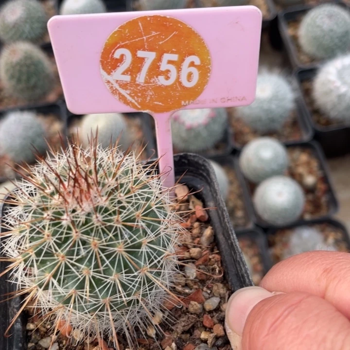 你***边实生乳突27560000000