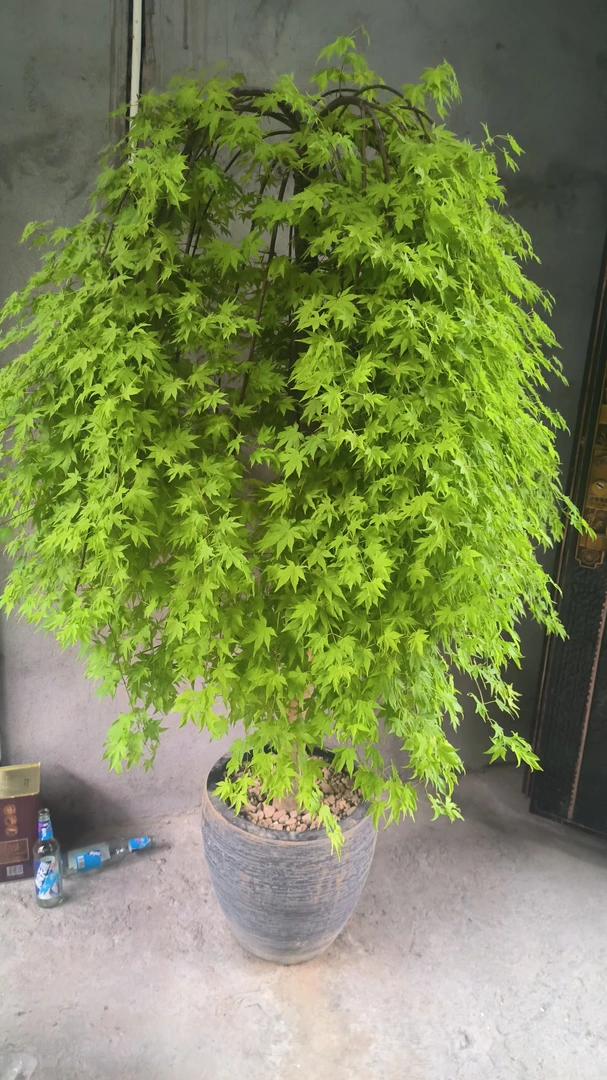 变色大中型流泉红枫耐冷盆栽适合阳台庭院室内植物