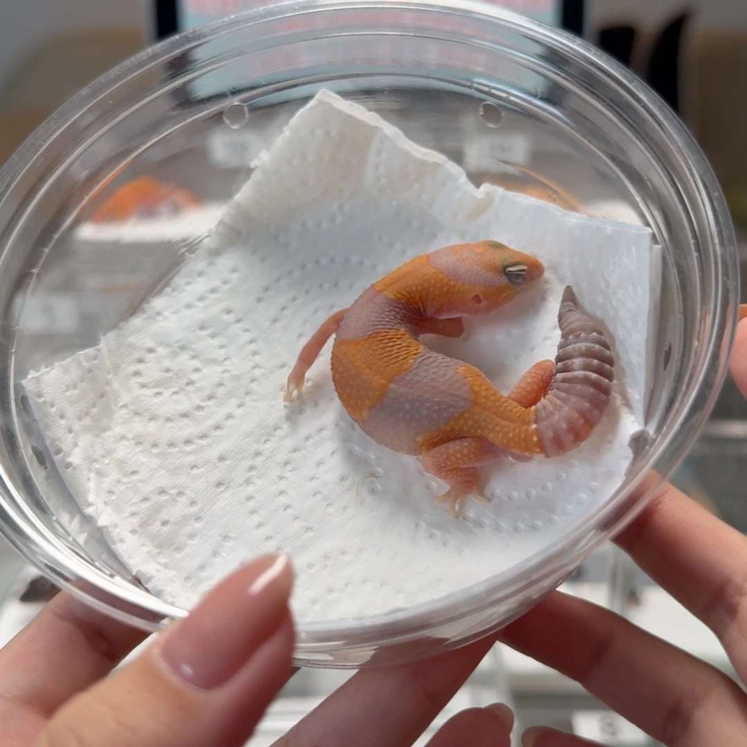 肥尾守宫橘白妹妹