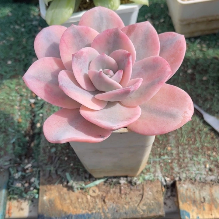 秋可园艺 奶茶腹轮锦