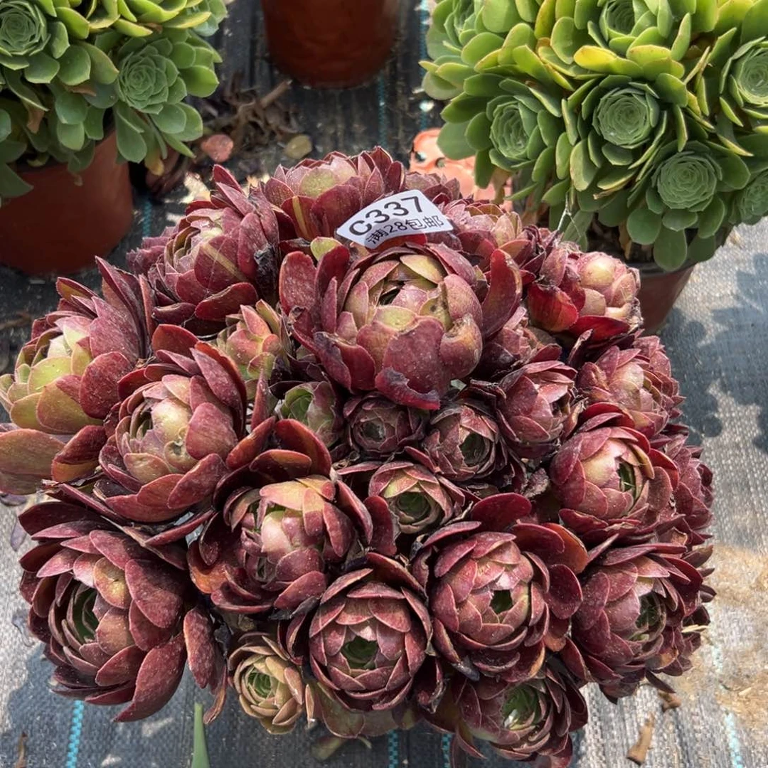 337多肉  黑魔糖