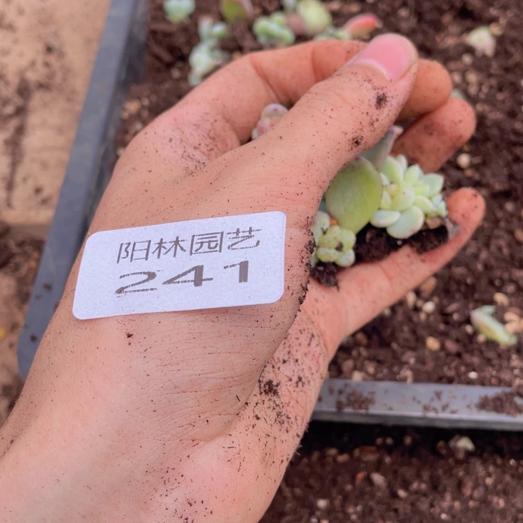 啊*多肉植物多肉植物241
