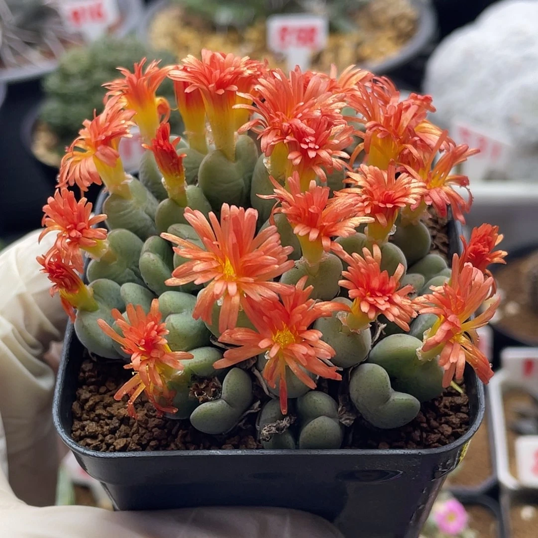 多头爱心橙花毛少将