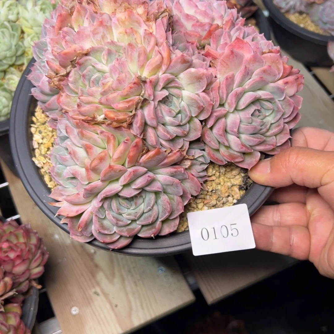 雪****80105肉多肉少肉