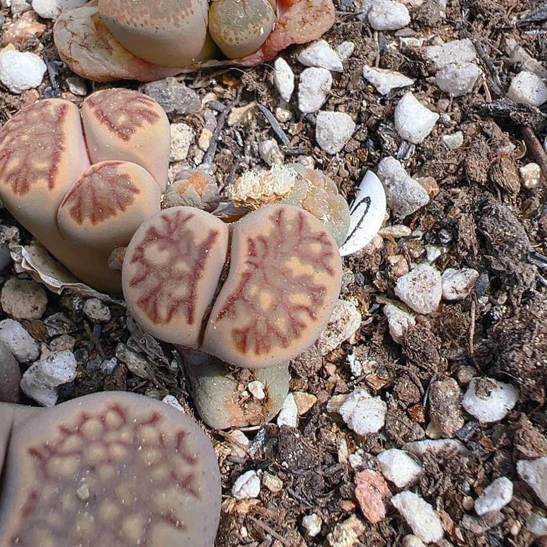 23965团团圆圆呀