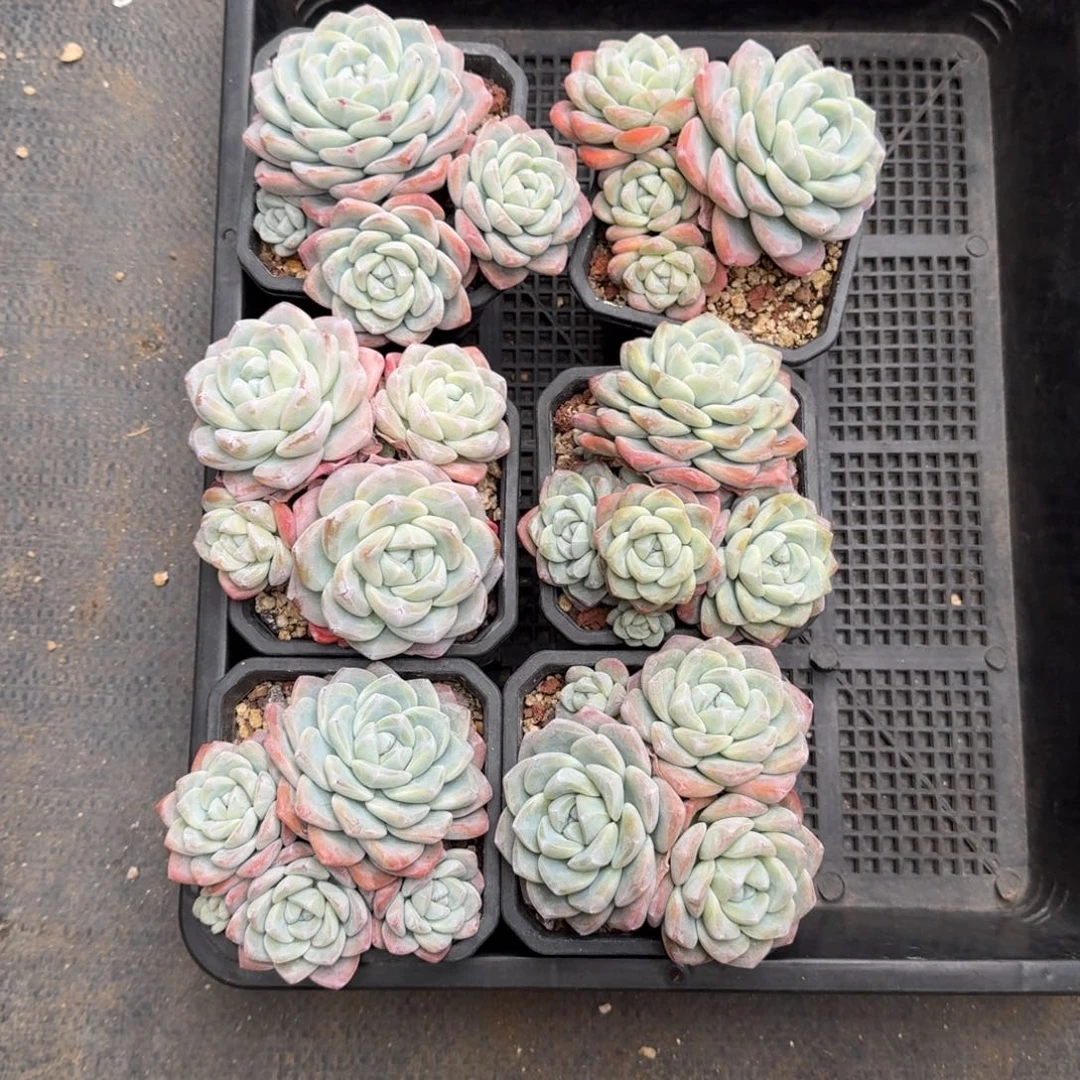 6颗一起一物一拍的