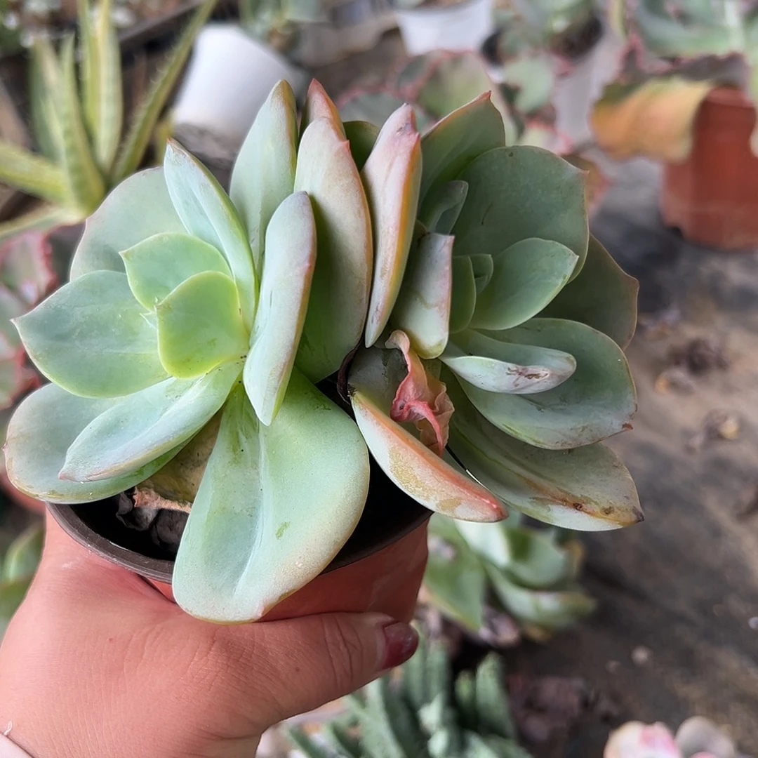 多肉植物多肉植物
