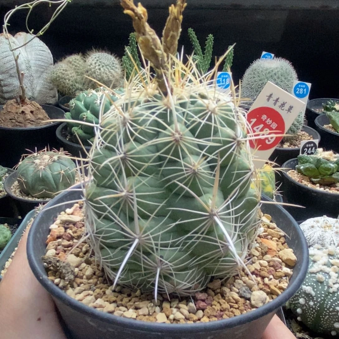 实生瓦格纳白针大统领6.8cm