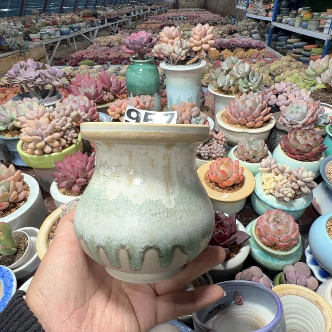 凑满50发货 内口9